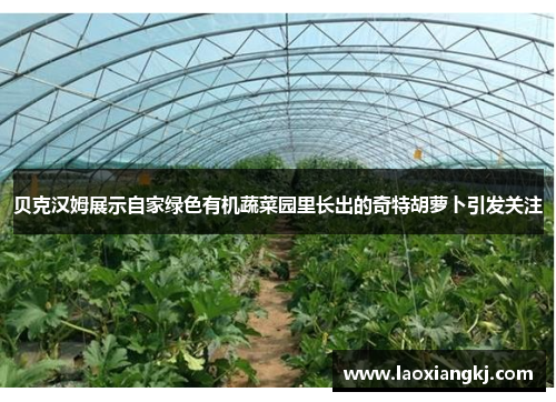 贝克汉姆展示自家绿色有机蔬菜园里长出的奇特胡萝卜引发关注